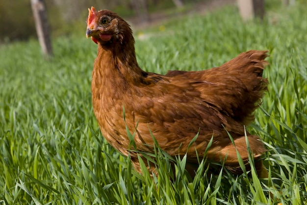 Pollo rosso su erba verde