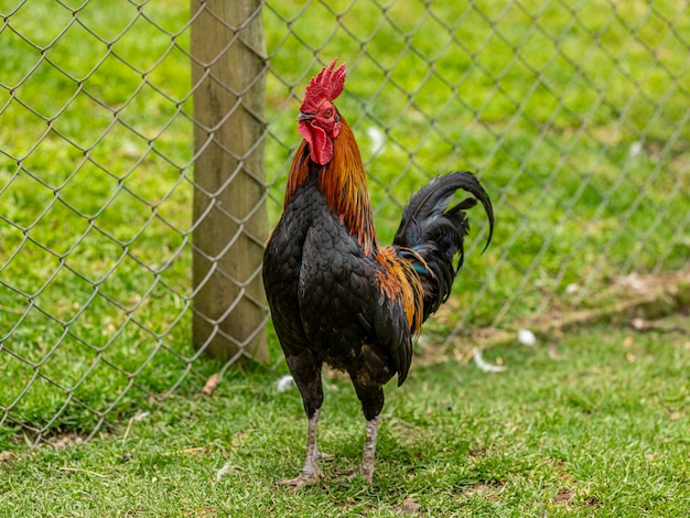 Pollo ruspante in un tradizionale allevamento di pollame.