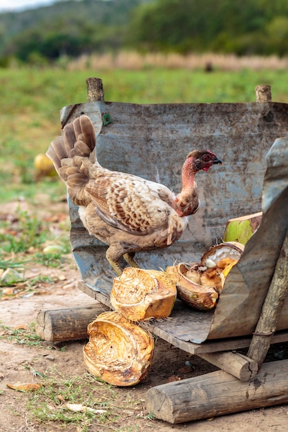 Pollo selvatico