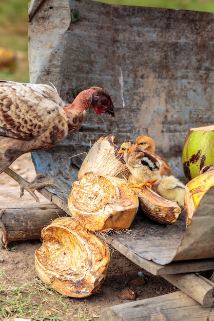 Pollo selvatico