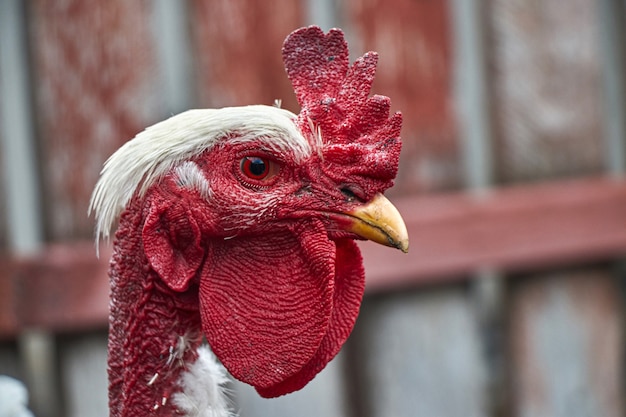 Pollo senza piume testa rossa rurale