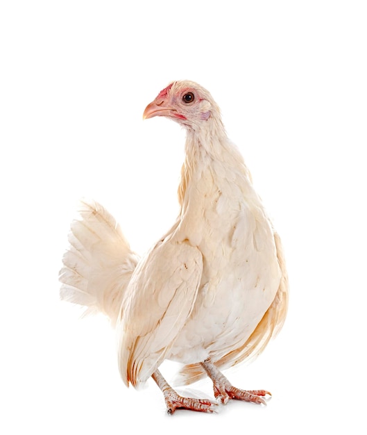 Pollo Serama davanti a sfondo bianco