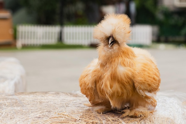 Pollo setoso marrone in piedi su un fieno