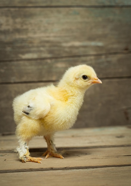 Pollo su assi di legno