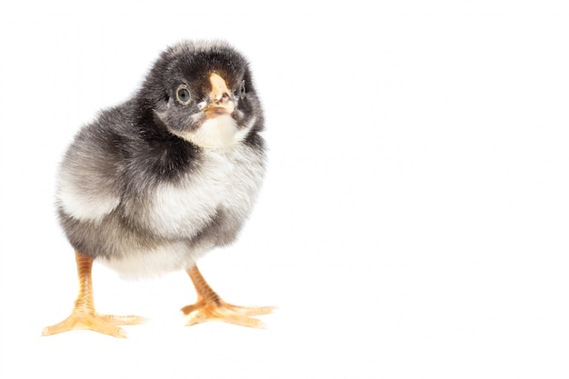 Pollo su sfondo bianco