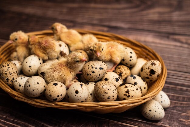 Pollo su uova di quaglia. fondo rustico