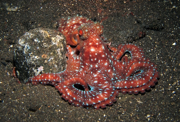 Polpo della notte stellata - Callistoctopus luteus. Vita marina di Bali.