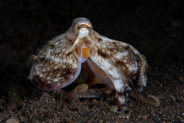 Polpo di cocco sul fondo del mare di notte.