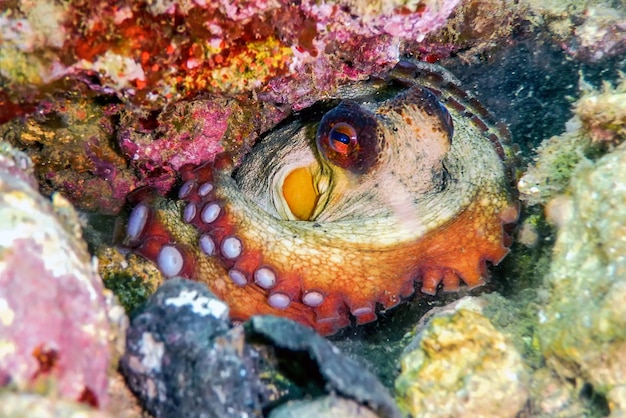 Polpo nascosto sulla barriera corallina, vita marina sottomarina