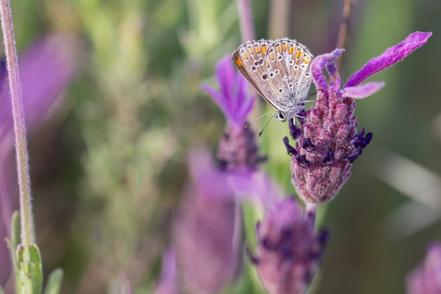 Polyommatus Icaro. Farfalla fotografata nel loro ambiente naturale.