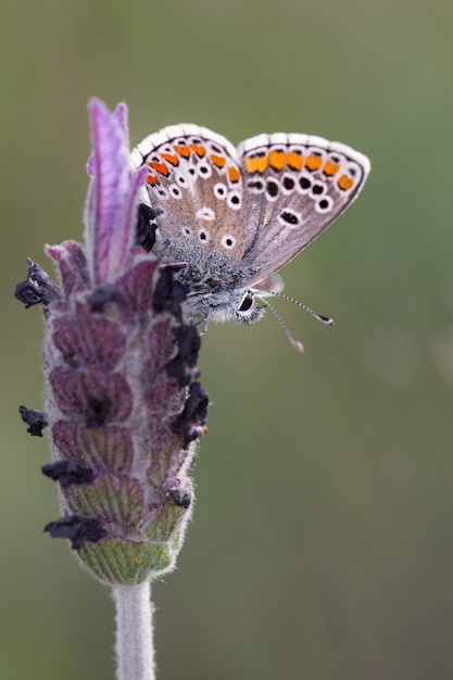 Polyommatus Icaro