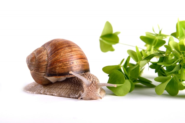 Pomatia dell'elica. Lumaca di giardino isolata. Lumaca di uva.