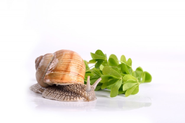 Pomatia dell'elica. Lumaca di giardino isolata. Lumaca di uva.