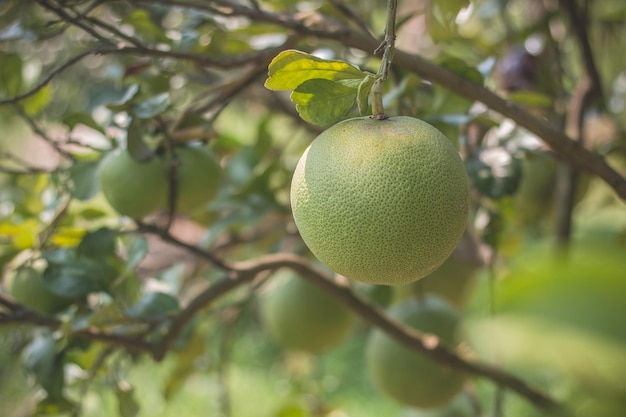 Pomelo asiatico appeso a rami e albero