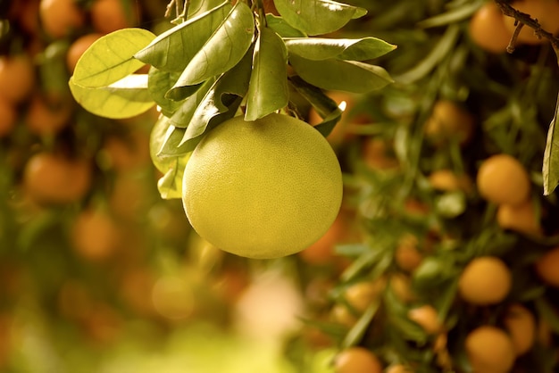 Pomelo in giardino