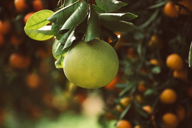 Pomelo in giardino