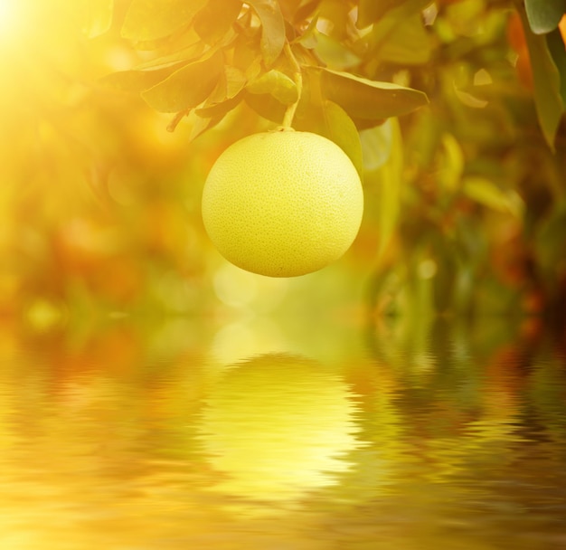 Pomelo in giardino