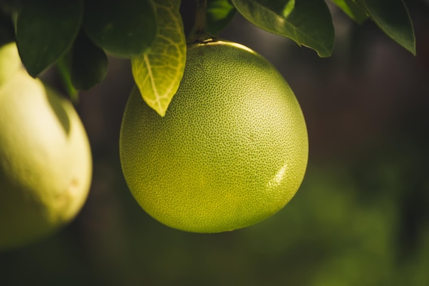 Pomelo in giardino