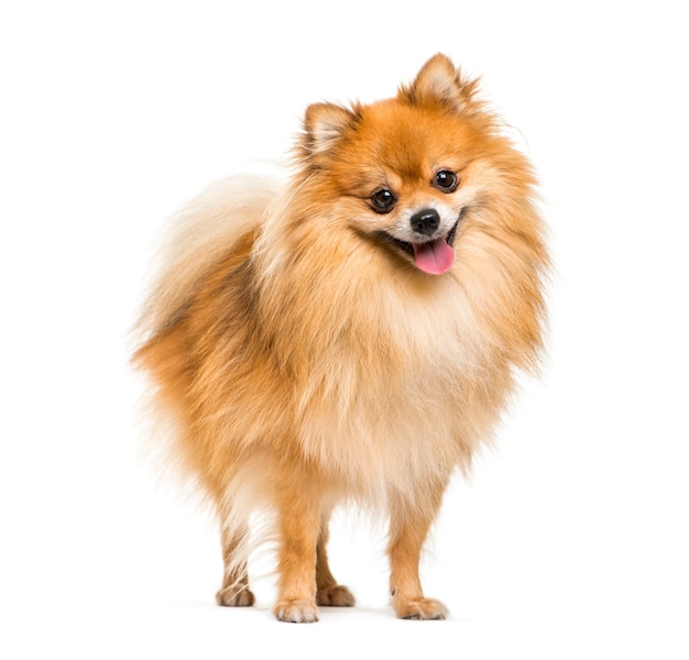 Pomerania, 2 anni, davanti a sfondo bianco