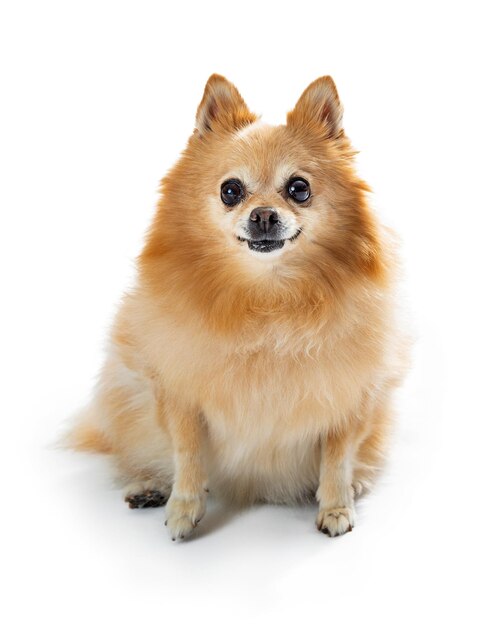 Pomerania carino cane sorridente rivolto in avanti