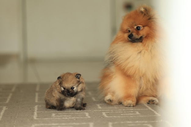 Pomerania Carino soffice adorabile Pomerania e piccolo cucciolo