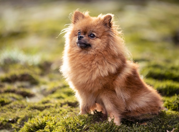 Pomerania in natura