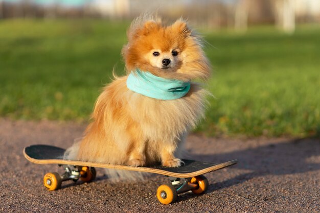 Pomerania in sciarpa equitazione in skateboard