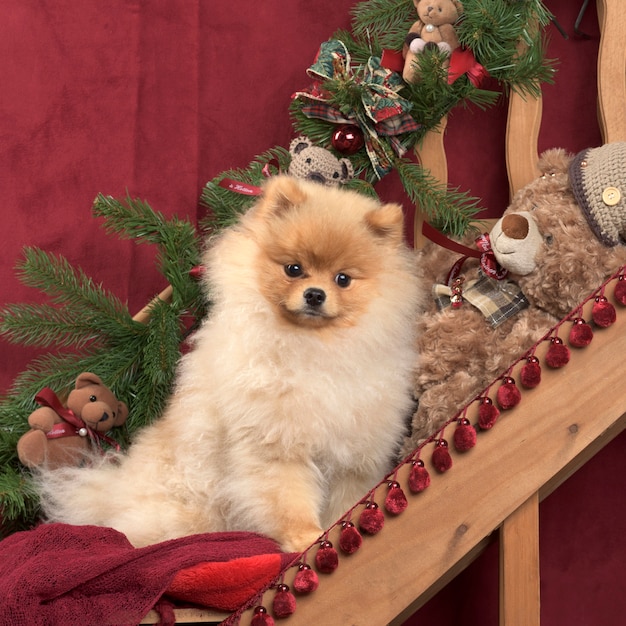 Pomerania nella decorazione di Natale