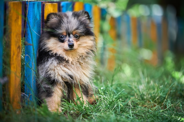 Pomerania Spitz cane all'aperto