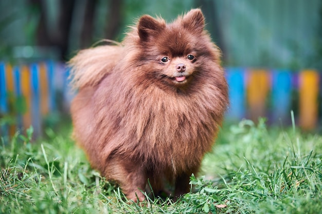 Pomerania Spitz cane in giardino