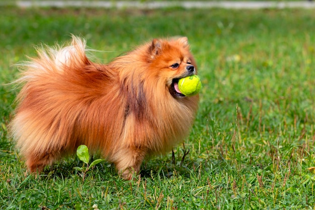 Pomerania - Spitz che gioca con una palla su un campo verde.