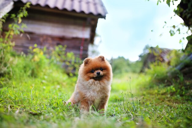 Pomeranian cane all'aperto. Cane bello e intelligente