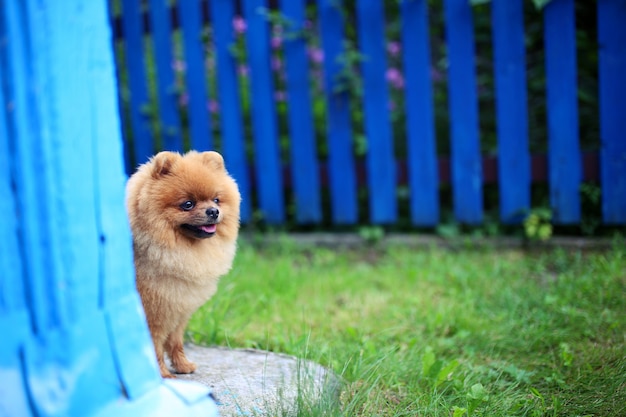 Pomeranian cane all'aperto. Cane di Pomeranian vicino al recinto blu. Cane bello e intelligente