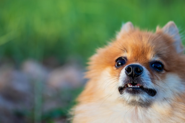 Pomeranian è seduto sull'erba in un parco, messa a fuoco selettiva del naso