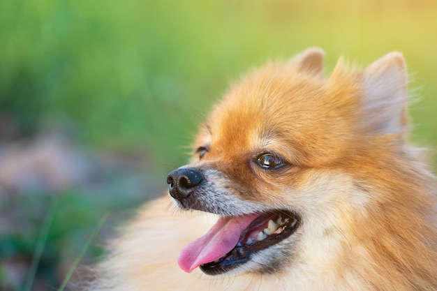 Pomeranian è seduto sull'erba in un parco