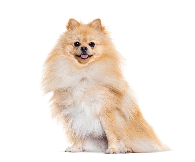 Pomeranian guardando la telecamera isolato su bianco