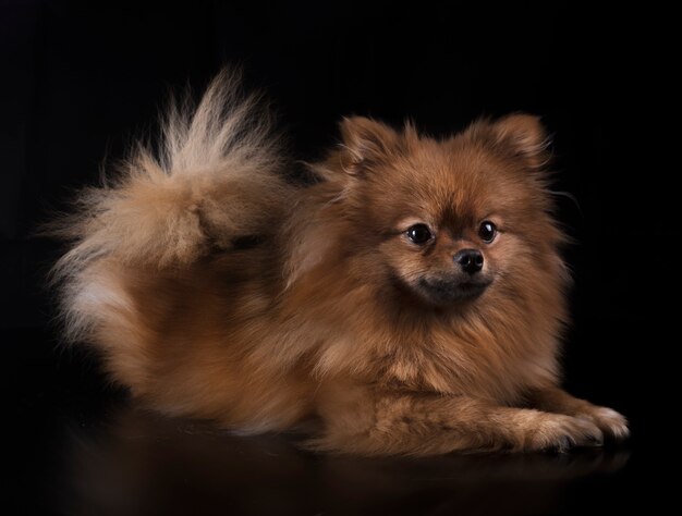 pomeranian in studio