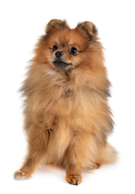 pomeranian in studio