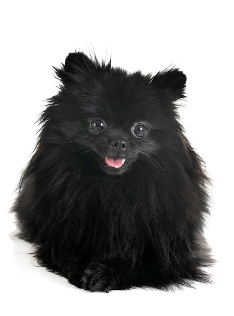 pomeranian in studio