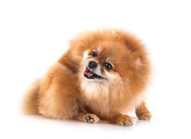 pomeranian in studio