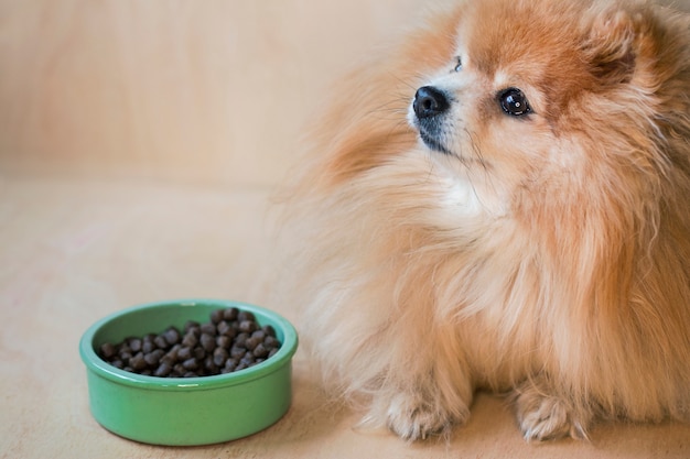 Pomeranian Spitz con cibo secco in una ciotola