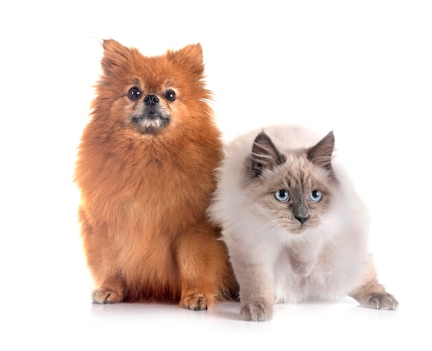 pomeraniano e gatto in studio