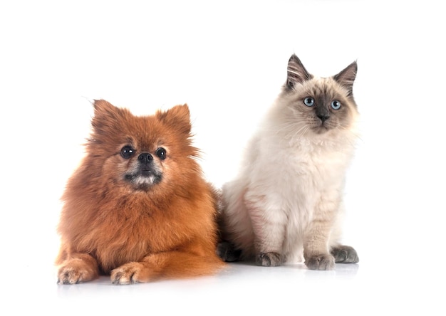 pomeraniano e gatto in studio