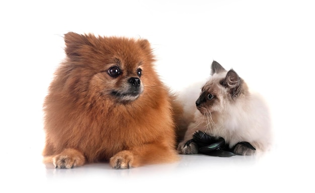 pomeraniano e gatto in studio