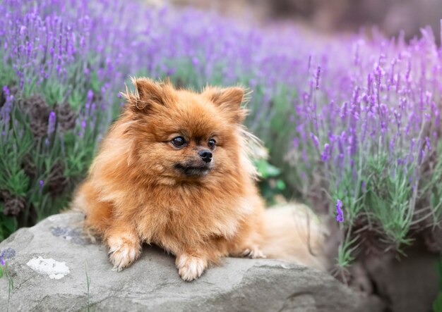 pomeraniano in natura