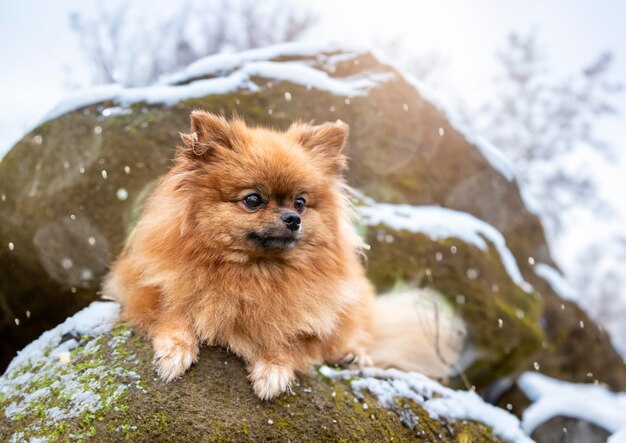 pomeraniano in natura