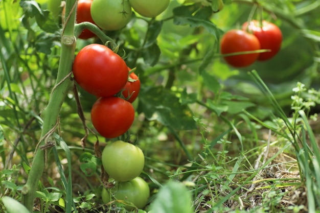 pomodori a maturazione in serra