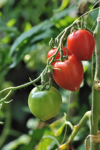 Pomodori a maturazione