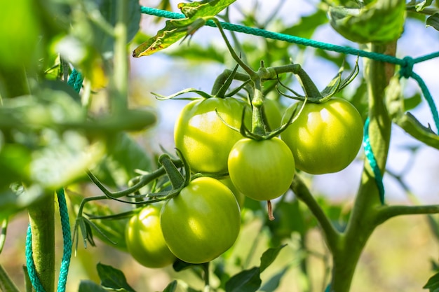 Pomodori acerbi verdi su un cespuglio sullo sfondo del cielo. Coltivazione di ortaggi in giardino.