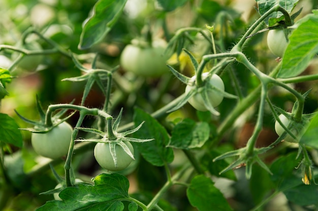 Pomodori acerbi verdi su un ramo. Nuovo raccolto.